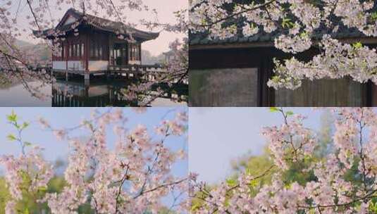 【合集】樱花季的杭州西湖曲院风荷景区高清在线视频素材下载