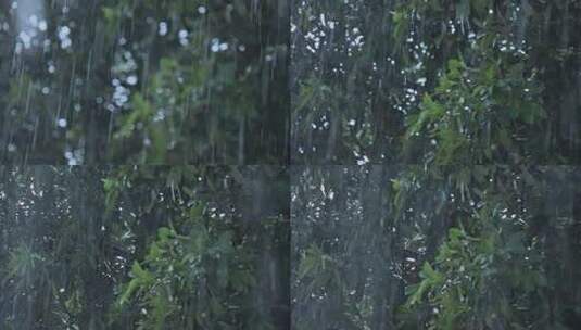 春季雨天雨水雨季树叶雨滴高清在线视频素材下载