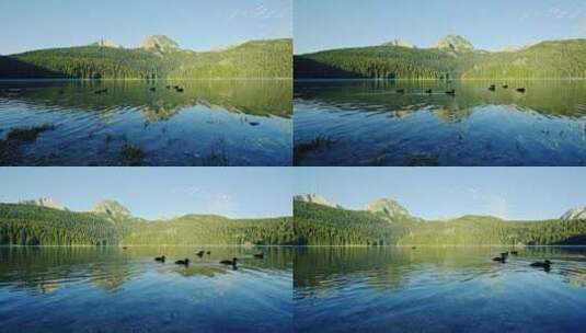 野鸭在宁静的湖水上游泳高清在线视频素材下载