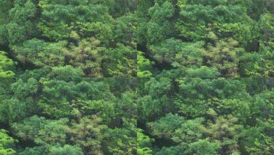 风吹树林特写森林风吹树叶随风摇曳自然景观高清在线视频素材下载