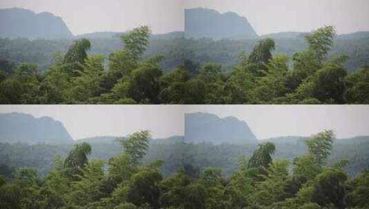 竹海竹林风景高清在线视频素材下载