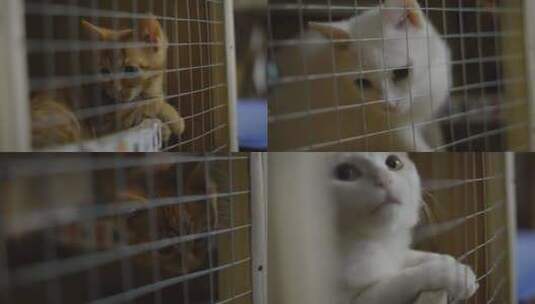 关在笼子里的猫狸花猫白色的猫猫笼猫窝高清在线视频素材下载