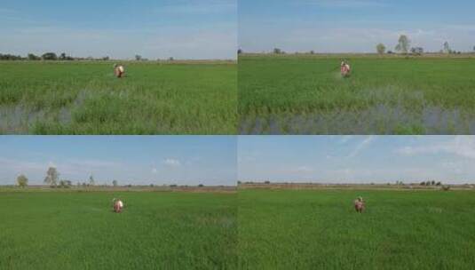 农村的农民在给稻田打农药高清在线视频素材下载