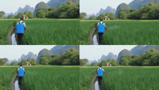 农民在绿色的稻田里劳动喷洒农药高清在线视频素材下载