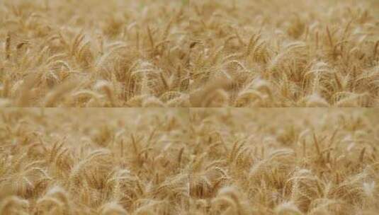 4K麦穗小麦麦田高清在线视频素材下载