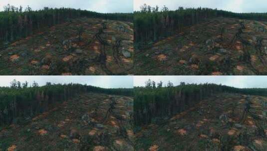 森林砍伐高清在线视频素材下载