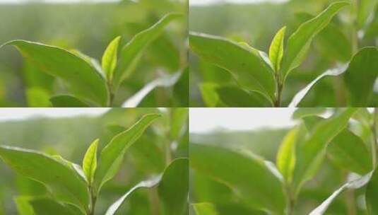 茶叶 春天 嫩叶 茶树高清在线视频素材下载