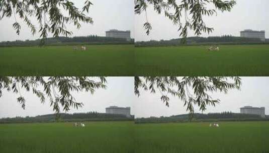禾苗水稻实拍素材高清在线视频素材下载
