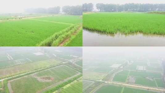 农田 稻田 水稻高清在线视频素材下载