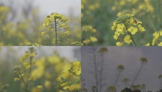 油菜花蜜蜂与飞机高清在线视频素材下载