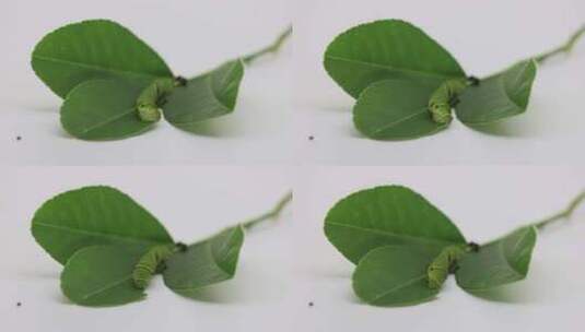 玉带凤蝶幼虫吃柠檬叶高清在线视频素材下载
