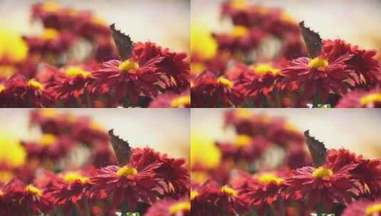 鲜花蝴蝶蜜蜂  昆虫高清在线视频素材下载