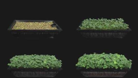 植物生长 发芽 绿色 种子 幼苗高清在线视频素材下载