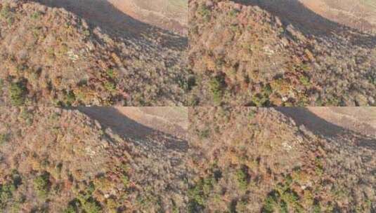 辽宁石洞沟森林公园秋季风光高清在线视频素材下载