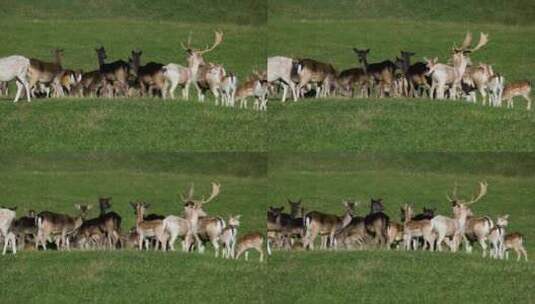 梅花鹿鹿群在草地上吃草高清在线视频素材下载