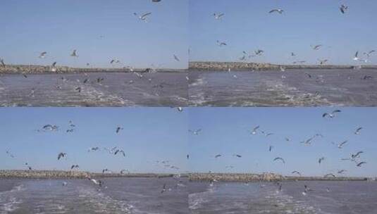 飞翔的海鸥高清在线视频素材下载