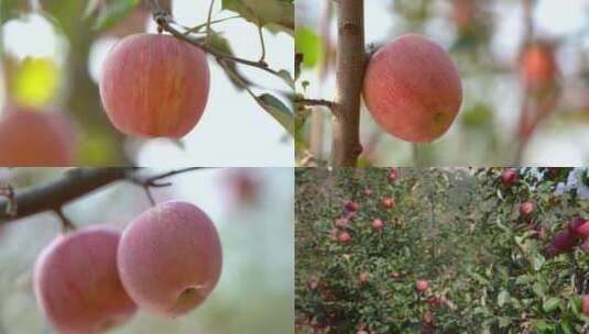 苹果树 果园农场高清在线视频素材下载