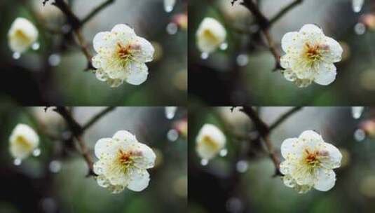 春雨中梅花花朵特写,梅花花瓣上的雨滴水珠高清在线视频素材下载