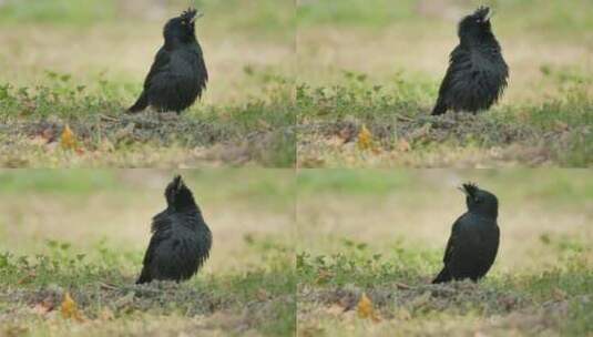 春天草丛中一只八哥鸟升格高清在线视频素材下载