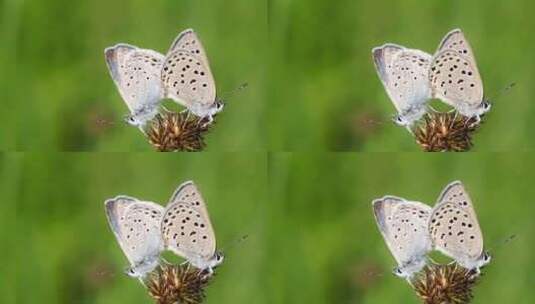 蝴蝶 昆虫 植物高清在线视频素材下载