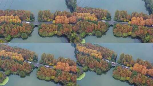 杭州西湖杨公堤秋季风光高清在线视频素材下载