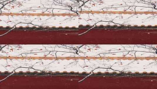 4K升格实拍大雪中的北京故宫红墙柿子树竖屏高清在线视频素材下载