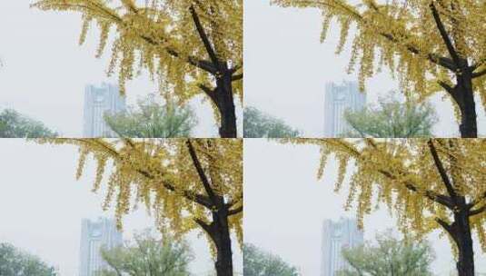 杭州大厦附近的网红银杏树高清在线视频素材下载