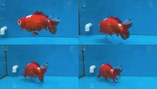 游动的福州红色大金鱼高清在线视频素材下载