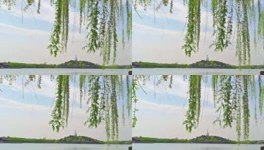 北京北海公园白塔柳叶微风高清在线视频素材下载