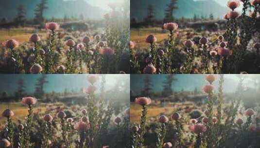 阳光下美丽的花朵高清在线视频素材下载