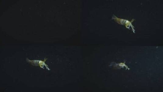 五颜六色的深褐色鱼在黑暗中潜入深海。高清在线视频素材下载