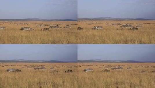肯尼亚-角马斑马高清在线视频素材下载