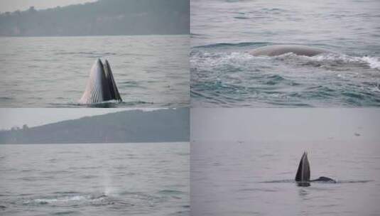 布氏鲸合集高清在线视频素材下载
