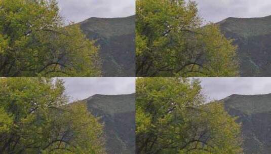 秋天树上的黄叶被风吹动高清在线视频素材下载