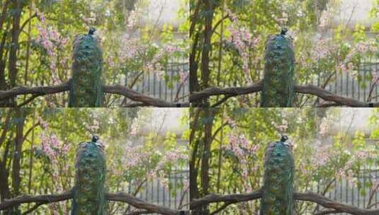 动物园里的孔雀高清在线视频素材下载