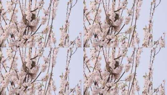 樱花  蜜蜂 田园 春天高清在线视频素材下载