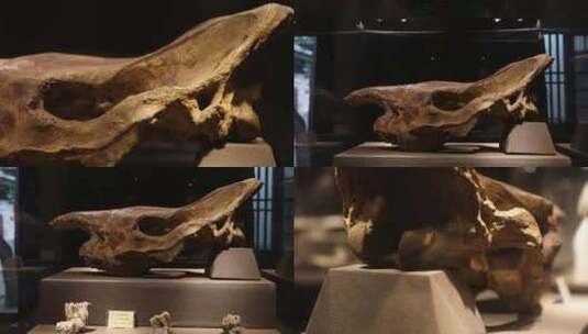 博物馆化石动物骨头高清在线视频素材下载