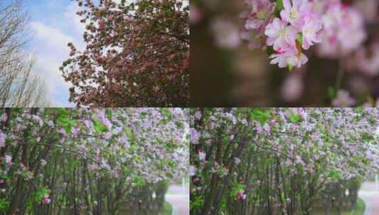 春季自然风景花卉盛开高清在线视频素材下载