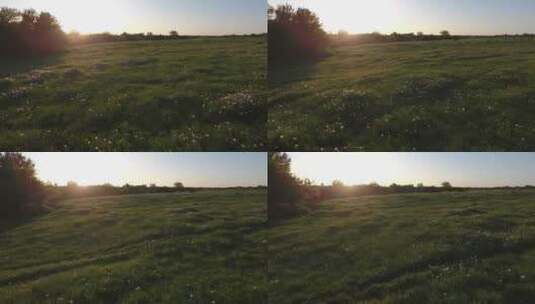 4K-逆光下的花丛草地高清在线视频素材下载