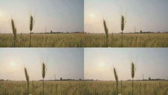 春末夏初农村田野小麦成熟高清在线视频素材下载
