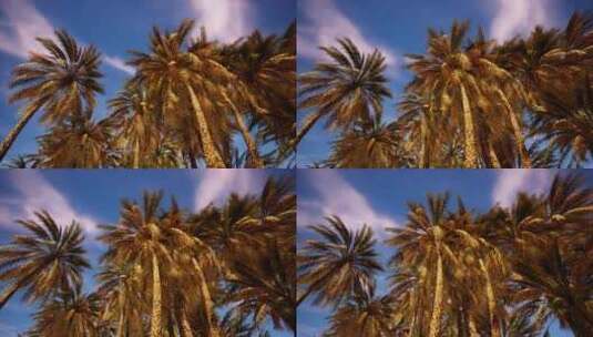 在冲浪天堂仰望棕榈树高清在线视频素材下载