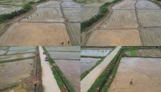 江西金溪：谷雨将至农事忙高清在线视频素材下载
