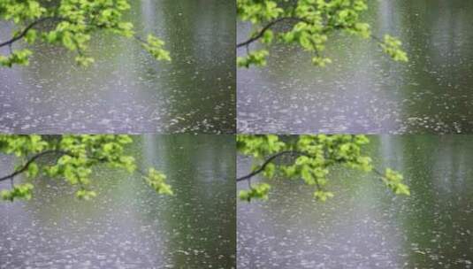 大雨雨水雨滴湖面波纹绿叶唯美意境高清在线视频素材下载