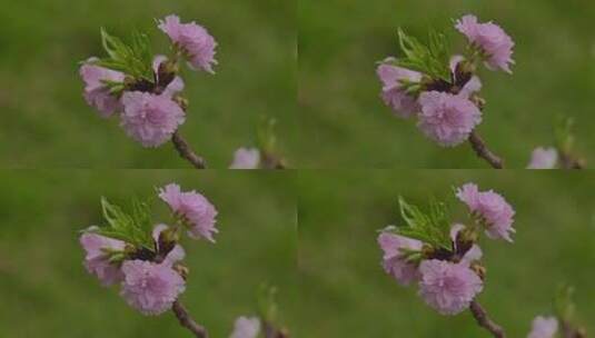 樱花花瓣花朵花开特写高清在线视频素材下载