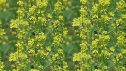 春天盛开的黄色油菜花与采蜜蜜蜂满画幅特写高清在线视频素材下载