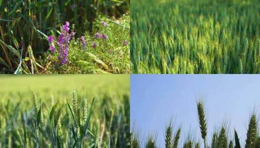 麦田小麦三农素材高清在线视频素材下载