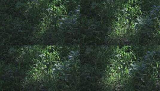 夏季森林阳光透过树叶光影高清在线视频素材下载