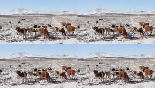 冬天雪地里的吃草的牛群高清在线视频素材下载