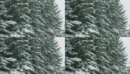 白雪覆盖的冷杉和雪7高清在线视频素材下载