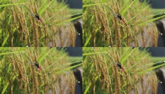 一只蜻蜓在成熟的稻穗上高清在线视频素材下载